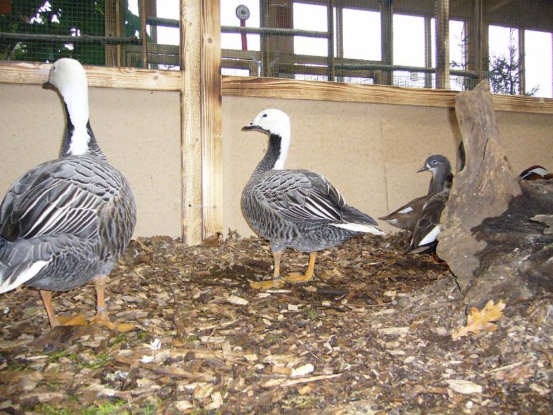 Kreisschau Coesfeld 2008 207.jpg - Schauimpressionen der Kreisschau Coesfeld 2008